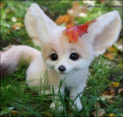 Si tu devais choisir un animal, lequel choisirais-tu?