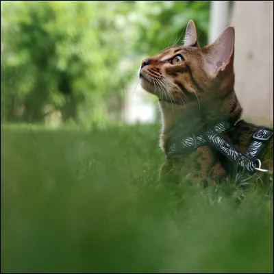 Qui est l'heureux propriétaire d'un chat Savannah nommé Nevada ?