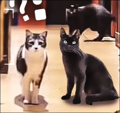 Quels sont les noms des chats de Neoxi ?