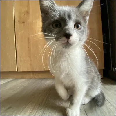 Recueilli par VodK, un nouveau chaton a rejoint SamSam et ProutProut. Il s'agit de...