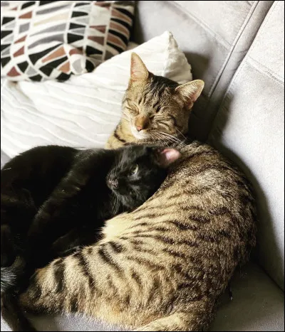 Au moment où j'écris cette question, Neoxi a sorti une vidéo tout récemment, où il construit un arbre à chats DIY !
Quels sont les noms révélés des 2 nouveaux chats ?