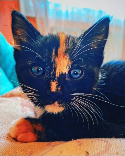 Une petite nouvelle dans la famille de...