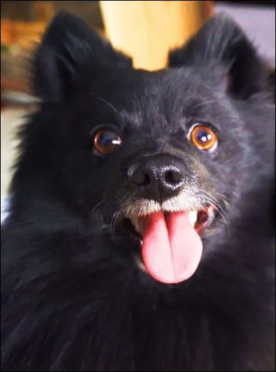 Comment ai-je pu oublier cette petite boule de poils appartenant à Cyril ! 😂 On l'entend souvent se faire appeler « Kiki », mais quel est son vrai nom ?