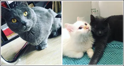 Cheshire, River et Taël ont appartenu/appartiennent à...