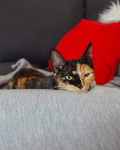 Mastu qui vient d'adopter un nouveau chaton ! Comment s'appelle-t-elle ?