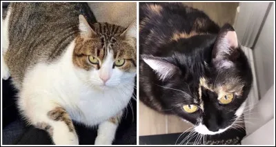 À qui appartiennent ces 2 chats ?