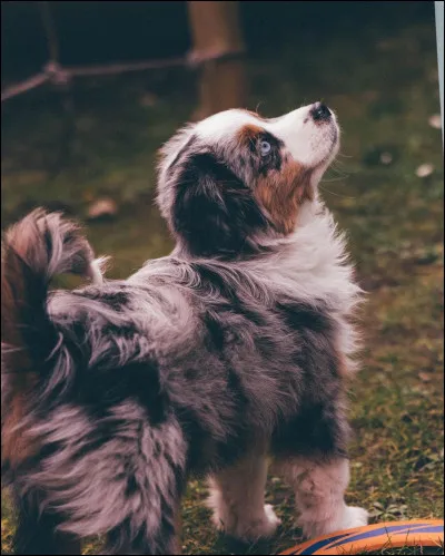 Qui a écrit « Cela fait donc 4 chats, 2 poules 1 chien. » après avoir adopté cette adorable petite boule de poils nommée Spirit ?