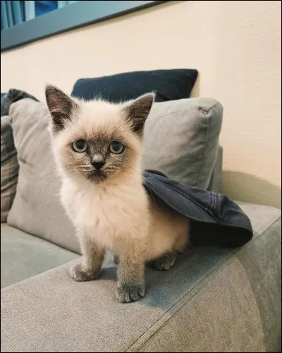 Comme se nomme le chat de Darko ?