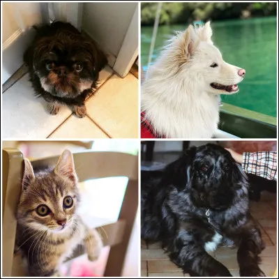 Dans la vie de qui ces animaux ont-ils été/sont présents ?