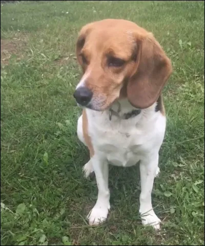 Ce beagle a comme propriétaire...