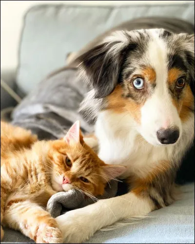 Personnellement, ces deux-là sont mes préférés (surtout Oka 🥺) parmi les animaux du YouTube game français ! À qui sont-ils ?