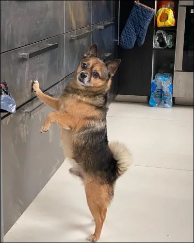 Qui est la propriétaire de ce petit compagnon nommé 
Marley ?