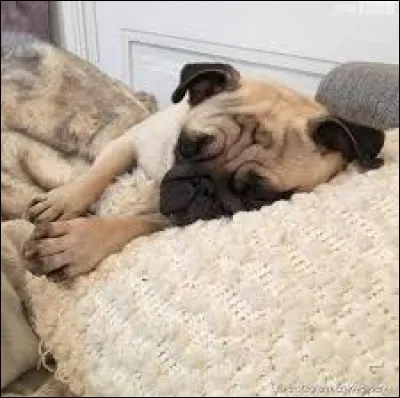 À qui appartient Jelly ?