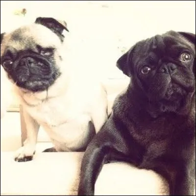 Quel est le nom des chiens du Youtubeur suédois PewDiePie ?