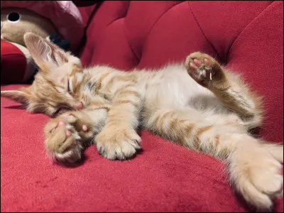 Quel YouTubeur a recueilli un chaton abandonné qui se nommera ensuite Pumpkin ?
