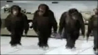 Degr&eacute; de qualification d'une ceinture noire de judo !