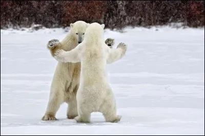 Plante du genre ornithogale, dont les fleurs souvrent &agrave; un certain moment !