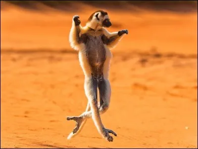 C'est en partie gr&acirc;ce aux &icirc;les Galapagos qu'il put &eacute;crire son ouvrage "De l'origine des esp&egrave;ces" !