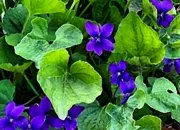 Quiz Des fleurs et des dieux