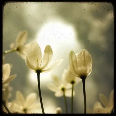 Le mouton n'est pas doux avec lui.