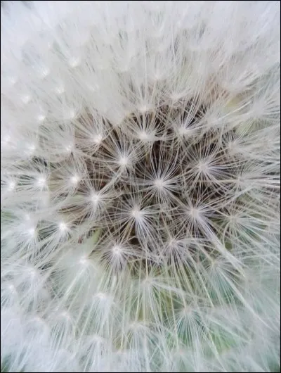 Douce si c'est une fleur, terrible si c'est une peur.