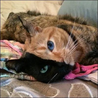 Quel chat peut-on voir sur la photo ?