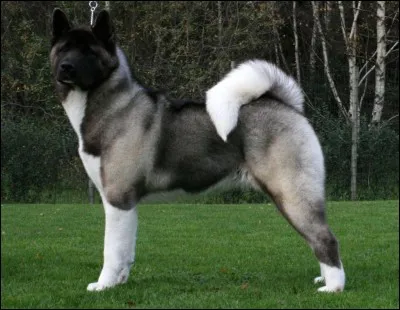 Ce n'est pas un akita inu mais un...