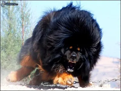 Ce chien impressionnant est un...