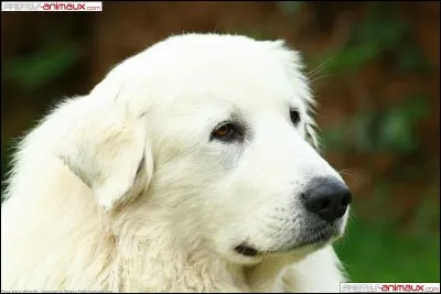 La race de ce chien est...