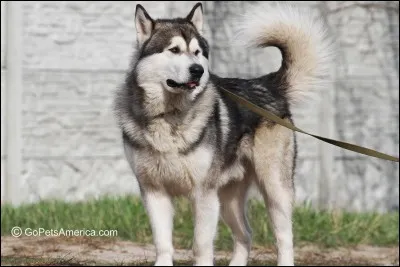 Le meilleur pour la fin, quel est ce chien ?