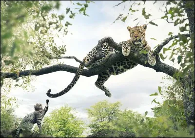 Ils étaient quatre, vêtus de collants, et coiffés de chapeaux, ils chantaient ...