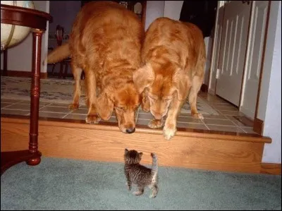 Trouvez la bonne expression !