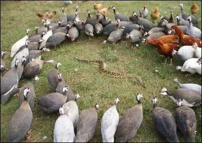 Tous ensemble, tous ensemble !