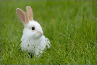 Où peut-on entendre : "Suit le lapin blanc" ?