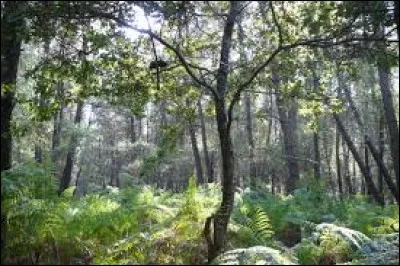 Dans lequel des trois films, Chaudard, Pithivier et Tassin se retrouvent-ils dans la Forêt de Machecoul ?