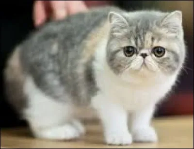 Quelle est la race de ce chat ?