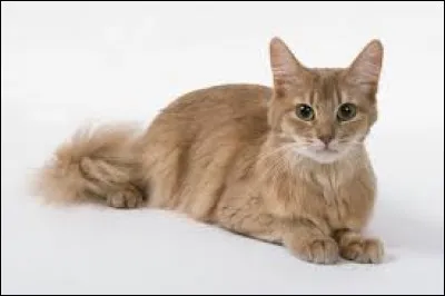 Quel est le nom de cette race de chats ?