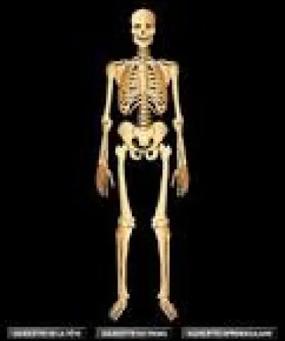 Dans quelle partie du corps humain trouve-t-on l'os crochu ?