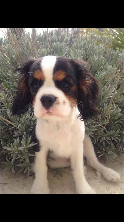 Quelle est cette race ?