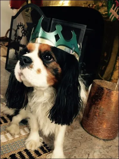 De quelle couleur est ce chien ?