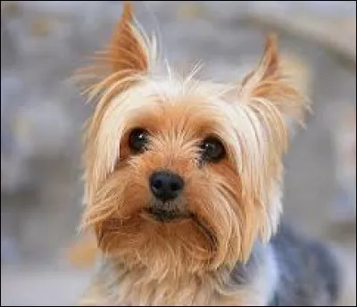 Quel est le nom de cet animal ?