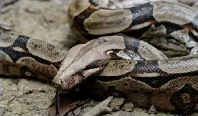 Quel est le nom de cet animal ?