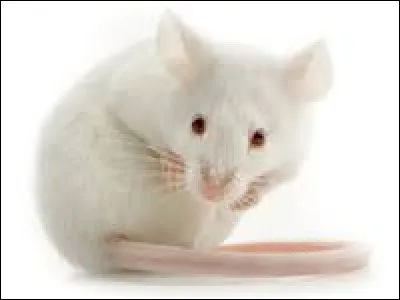 Quel est le nom de cet animal ?