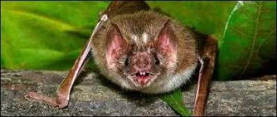 Quel est le nom de cet animal?