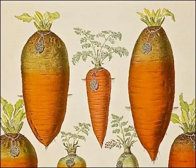 C'est un peu tiré par les cheveux, mais cette planche légumière fait malgré tout penser aux images d'un film n'ayant, bien sûr, strictement rien à voir avec les légumes...