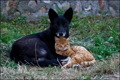 Aller de porte en porte, comme le pourceau de Saint-Antoine !