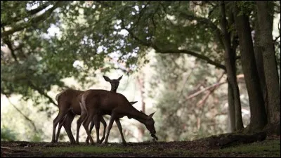Allumer la chandelle à quatre cornes !