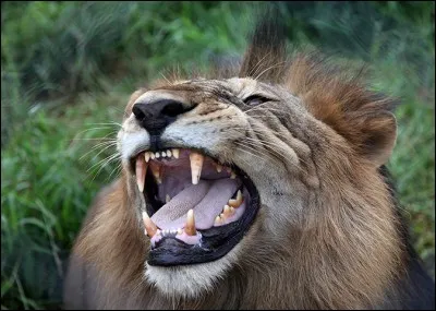 Avoir besoin de deux grains d'ellébore !
