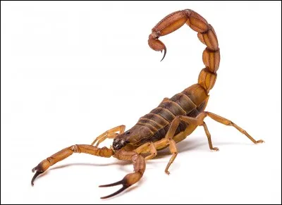 À quelle classe le scorpion appartient-il ?
