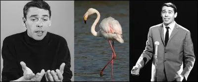 Paraît-il, c'est un quizz sur les chansons françaises, mais là, ce n'est pas réellement vrai ! Bien sûr, elle est en langue française, mais elle est chantée par une personne d'outre-quiévrain et, en plus, elle parle de ce pays. Quelle est cette chanson ?

« Si elles dansent, c'est parce qu'elles ont vingt ans
Et qu'à vingt ans, il faut se fiancer
Se fiancer pour pouvoir se marier
Et se marier pour avoir des enfants »